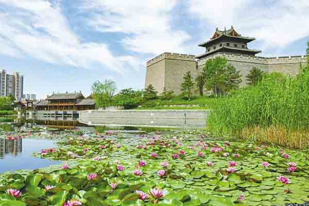 大同城墙带状公园：睡莲悄然盛开