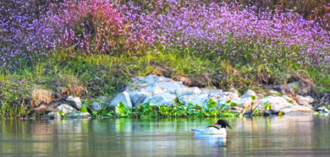 安徽多地迎来“鸟中大熊猫”