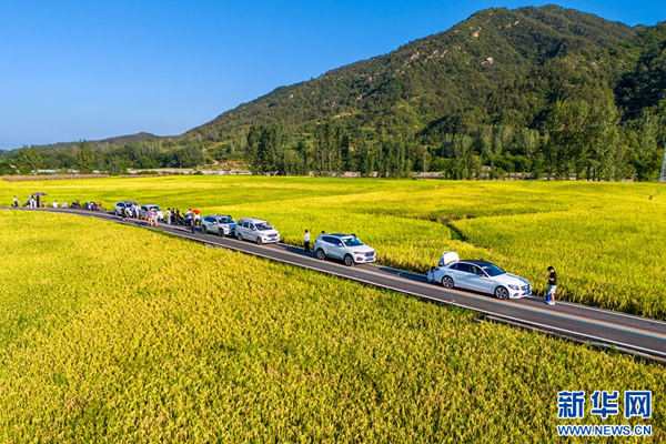 河南鲁山：小山村的稻田美景