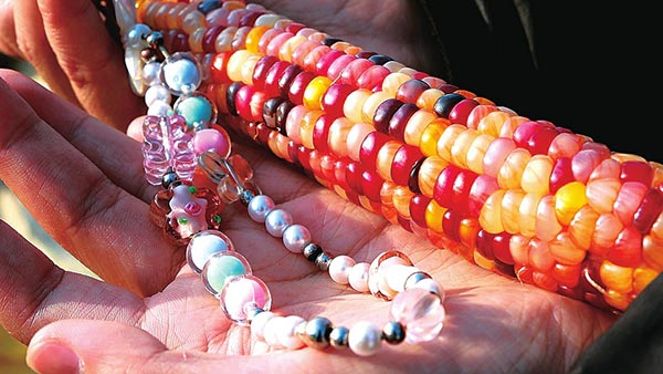 煤矸石育出“文玩玉米”